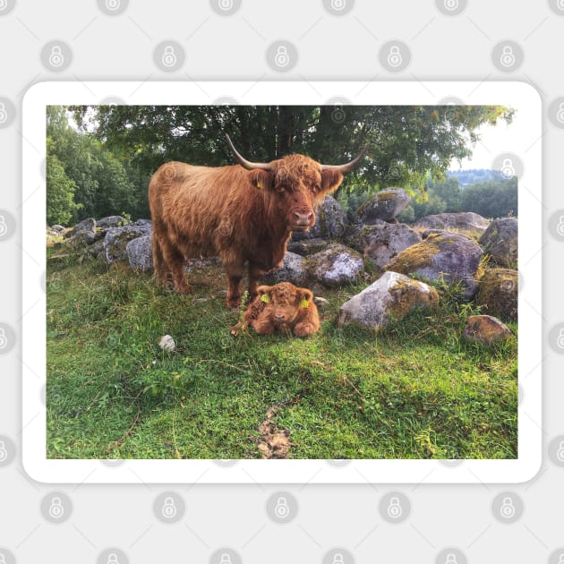 Scottish Highland Cattle Cow and Calf 1804 Sticker by SaarelaHighland